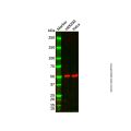 beta III Tubulin Mouse mAb (Biotin)