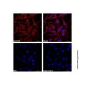 alpha-Smooth Muscle Actin Mouse mAb (TRITC)