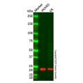 Caveolin-1 Mouse mAb (Biotin)