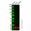 COX IV Mouse mAb (HRP)
