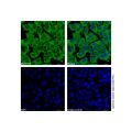 GAPDH Mouse mAb (FITC)
