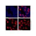 GAPDH Mouse mAb (AF405)