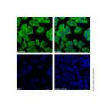 GAPDH Mouse mAb (AF488)