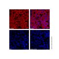 GAPDH Mouse mAb (AF555)