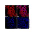 GAPDH Mouse mAb (AF647)