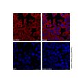 GAPDH Mouse mAb (AF700)