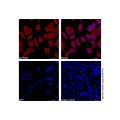 GAPDH Mouse mAb (AF750)