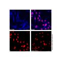 Hsp60 Mouse mAb (AF405)