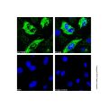 Hsp60 Mouse mAb (AF488)