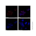 Hsp60 Mouse mAb (AF555)