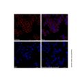 Goat Anti-Mouse IgG H&L (Cy5) (Ready to use)