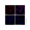 Goat Anti-Mouse IgG H&L (PE) (Ready to use)