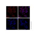 Goat Anti-Mouse IgG H&L (AF700) (Ready to use)