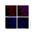 Goat Anti-Mouse IgG H&L (AF594) (Ready to use)
