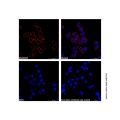 Goat Anti-Rabbit IgG H&L (Cy5) (Ready to use)