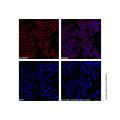 Goat Anti-Human IgG (TRITC) (Ready to use)
