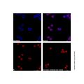 Goat Anti-Human IgG (AF405) (Ready to use)
