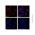 Goat Anti-Human IgG (AF660) (Ready to use)