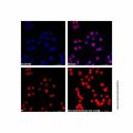 Goat Anti-Rabbit IgG H&L (LumiDye™ Violet 421)
