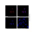 Goat Anti-Rabbit IgG H&L (LumiDye™ Yellow-Green 575)
