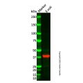MBP Tag Mouse mAb (Biotin)