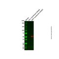 GFP/EGFP Mouse mAb (Biotin)
