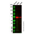 Hsp70 Mouse mAb (Biotin)