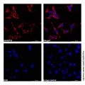 Profilin 1 Mouse mAb (Biotin)