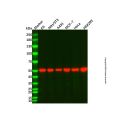 Recombinant beta Tubulin Antibody