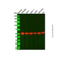 Recombinant beta Tubulin Antibody