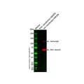 HA tag Mouse mAb (HRP)