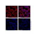HA tag Mouse mAb (TRITC)
