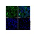 HA tag Mouse mAb (AF488)