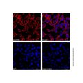 HA tag Mouse mAb (AF647)