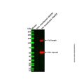 His tag (C-terminal) Mouse mAb (HRP)
