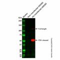 His tag (C-terminal) Mouse mAb (Biotin)