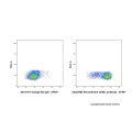 Recombinant CD62L Antibody
