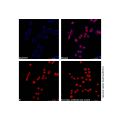 Goat Anti-Rabbit IgG H&L (AF405)