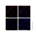 Goat Anti-Rabbit IgG H&L (AF546)