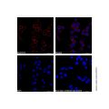 Goat Anti-Rabbit IgG H&L (AF555)