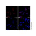 Goat Anti-Rabbit IgG H&L (AF647)