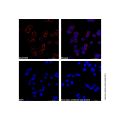 Goat Anti-Rabbit IgG H&L (AF660)