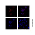 Goat Anti-Rabbit IgG H&L (AF680)
