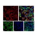 Goat Anti-Rabbit IgG H&L (PE)