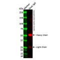 Rabbit Anti-Goat IgG H&L (HRP)