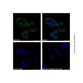Goat Anti-Mouse IgG H&L (AF532)