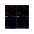 Goat Anti-Mouse IgG H&L (AF555)