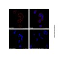 Goat Anti-Mouse IgG H&L (AF568)