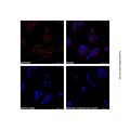 Goat Anti-Mouse IgG H&L (AF594)