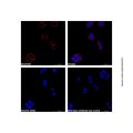Goat Anti-Mouse IgG H&L (AF647)